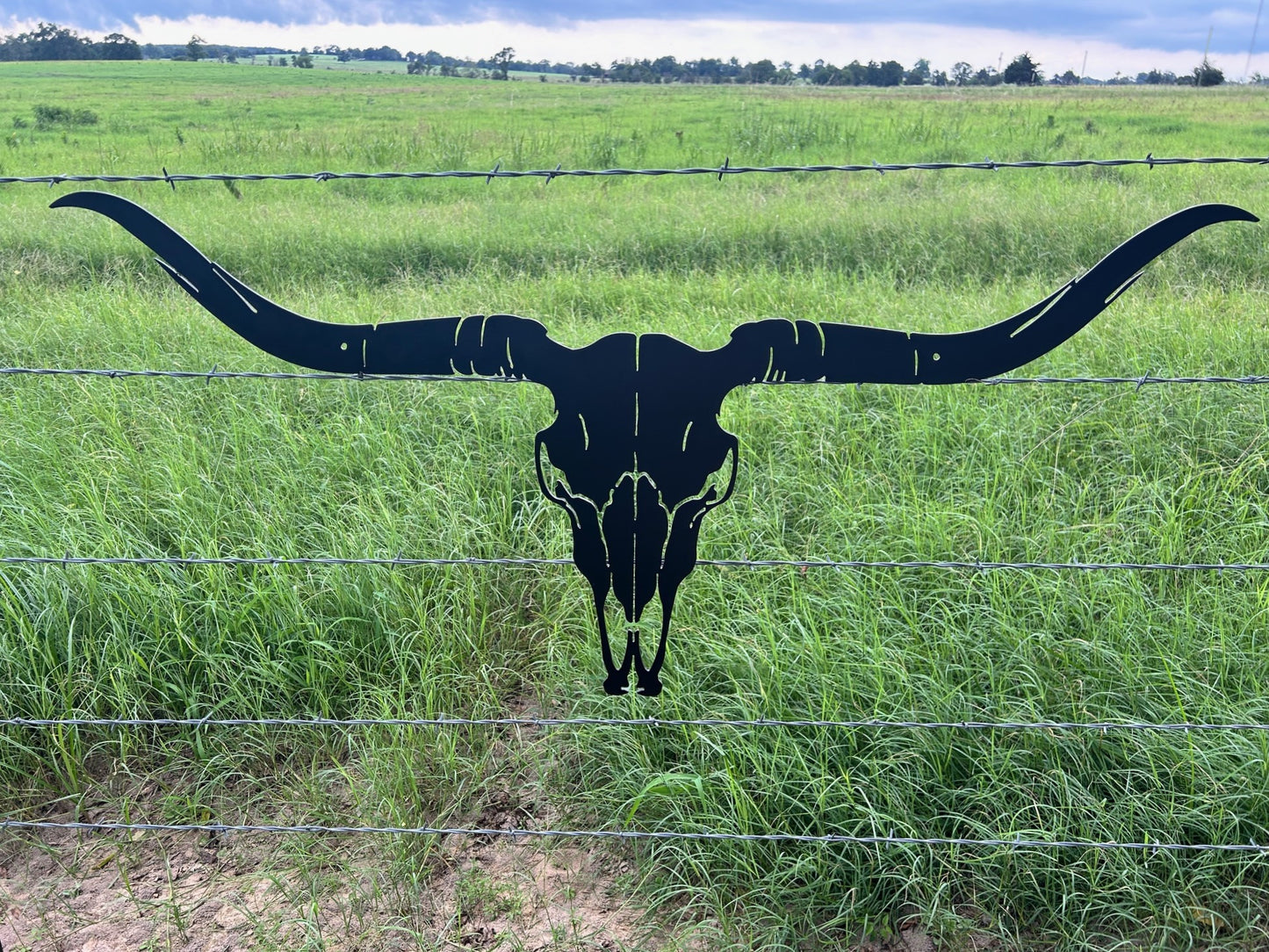 Longhorn Skull